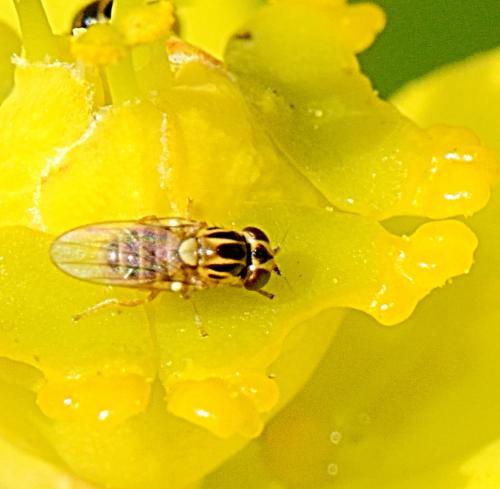 Réf. 299 102 : Thaumatomyia notata